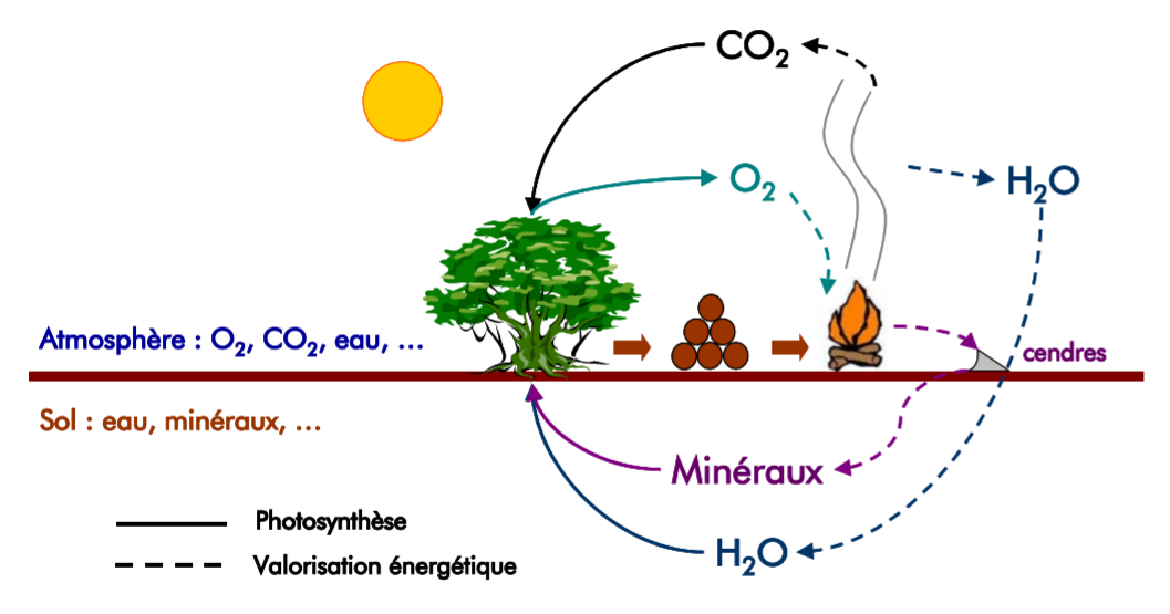Cycle du CO2 engendré par le bois-énergie  - source: Valbiom.be